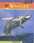 Sea Creatures: Whales (Sea Creatures) (9780431182025) by Stille, Darlene; Laskey, Elizabeth; Baldwin, Carol