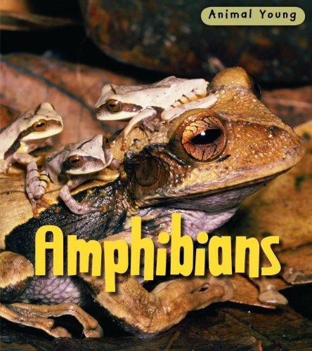 9780431932323: Amphibians (Animal Young)