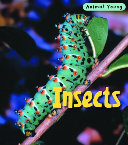 9780431932422: Insects (Animal Young)