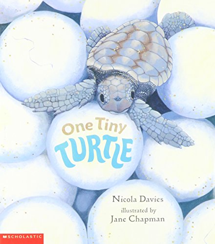 Beispielbild fr One Tiny Turtle zum Verkauf von SecondSale