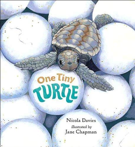 Beispielbild fr One Tiny Turtle zum Verkauf von SecondSale