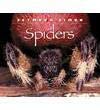 Stock image for SPIDERS for sale by HPB-Diamond