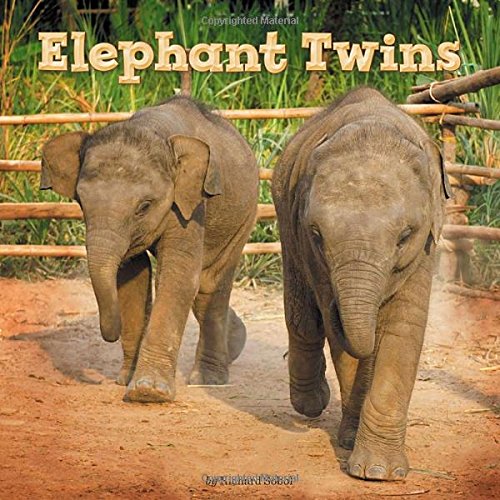 Immagine stock per Elephant Twins