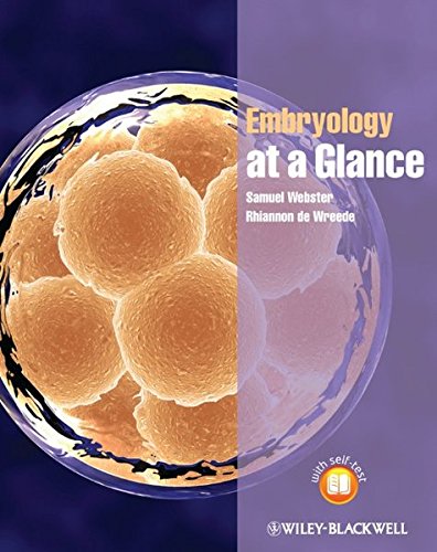 Beispielbild fr Embryology at a Glance zum Verkauf von Anybook.com