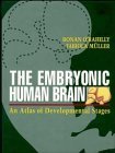 Imagen de archivo de The Embryonic Human Brain: An Atlas of Developmental Stages a la venta por HPB-Red