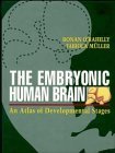 Stock image for The Embryonic Human Brain: An Atlas of Developmental Stages for sale by Book Deals