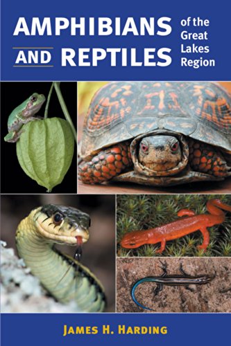 Stock image for Amphibians and Reptiles of the Great Lakes Region (Great Lakes Environment) for sale by HPB-Emerald