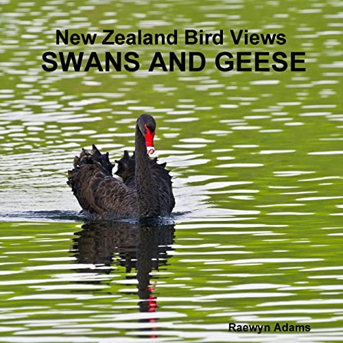 Stock image for New Zealand bird views for sale by Books Puddle