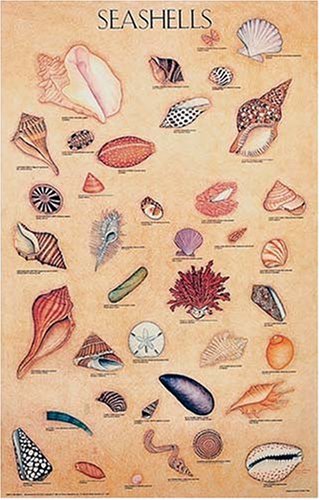 Seashells Poster (9780486390024) by Dover