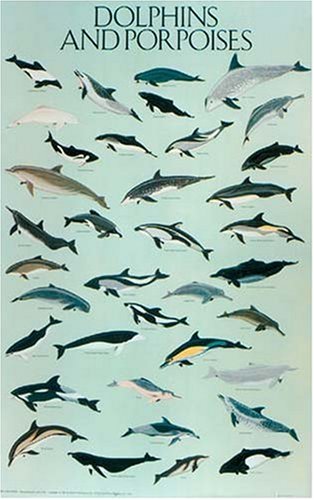 9780486390123: Dolphins and Porpoises/Poster