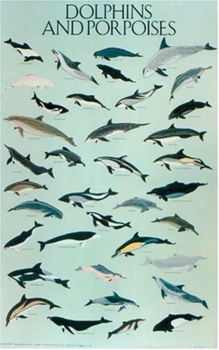 Dolphins and Porpoises Poster (9780486390123) by Dover