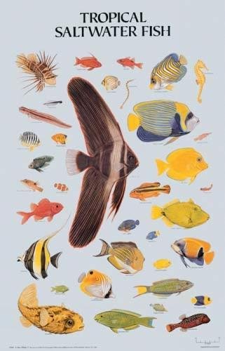 Tropical Saltwater Fish Poster (Dover Posters) (9780486390208) by Dover; Sea Life