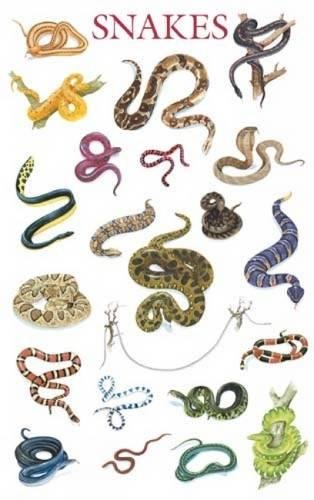 9780486390260: Snakes Poster