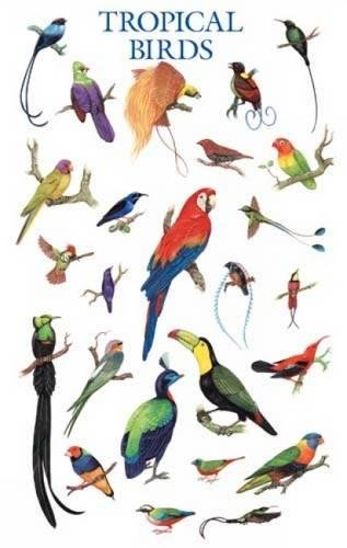 Tropical Birds Poster (Dover Posters) (9780486390277) by Dover