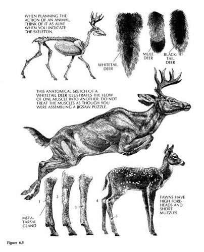 Stock image for The Art of Painting and Drawing Animals (Dover Art Instruction) for sale by BooksRun