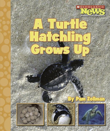 Stock image for A Turtle Hatchling Grows Up (Scholastic News Nonfiction Readers) for sale by HPB-Emerald