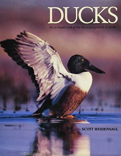 Imagen de archivo de Ducks a la venta por Better World Books