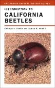 Imagen de archivo de Introduction to California Beetles a la venta por A Good Read, LLC
