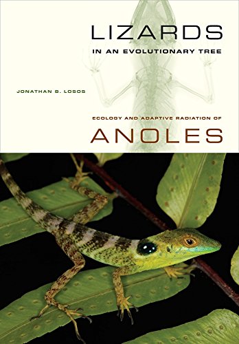 9780520255913: Lizards in an Evolutionary Tree: Ecology and Adaptive Radiation of Anoles (Organisms and Environments)