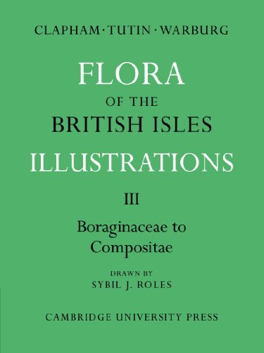 Stock image for Boraginaceae to Compositae for sale by Better World Books Ltd