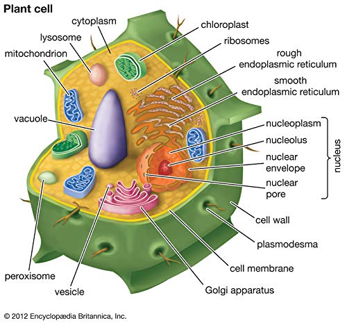 Introduction to Plant Cell Development