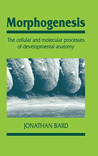 Imagen de archivo de Morphogenesis : The Cellular and Molecular Processes of Developmental Anatomy a la venta por Better World Books Ltd