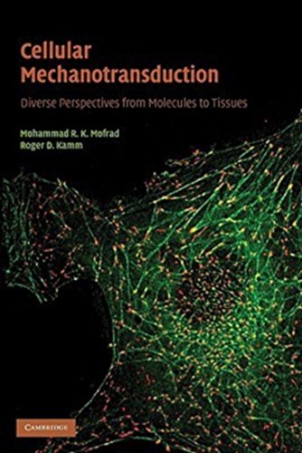 Stock image for Cellular Mechanotransduction: Diverse Perspectives from Molecules to Tissues for sale by AMM Books