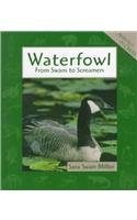 Beispielbild fr Waterfowl zum Verkauf von ThriftBooks-Atlanta