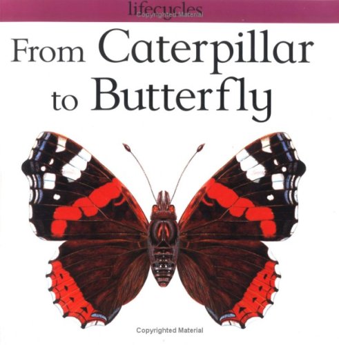 Beispielbild fr From Caterpillar to Butterfly (Lifecycles) zum Verkauf von ZBK Books