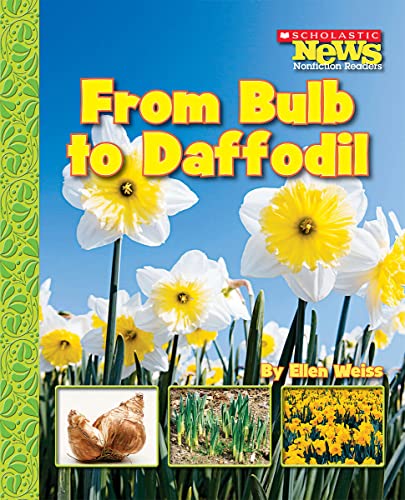 Stock image for From Bulb to Daffodil (Scholastic News Nonfiction Readers) for sale by Jenson Books Inc
