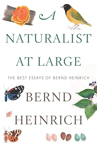 Imagen de archivo de A Naturalist At Large: The Best Essays of Bernd Heinrich a la venta por ZBK Books