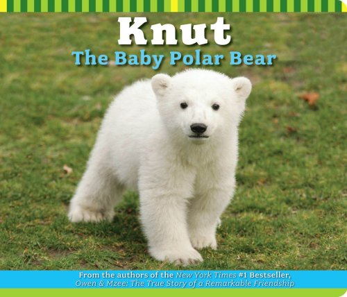 Imagen de archivo de Knut : The Baby Polar Bear a la venta por Better World Books