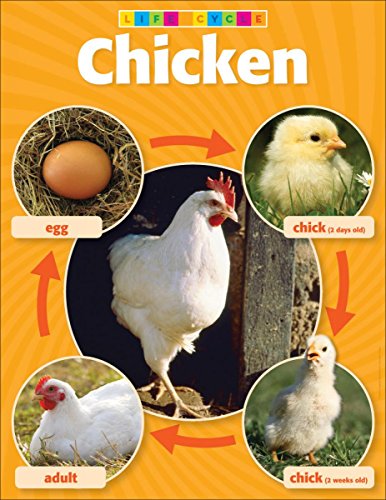 Stock image for Chick Life Cycle Photo Chart for sale by Ergodebooks