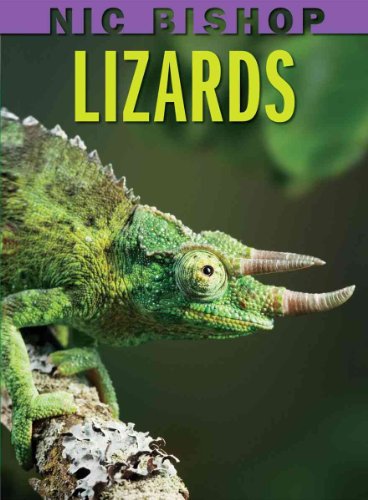 Stock image for Nic Bishop: Lizards for sale by Gulf Coast Books