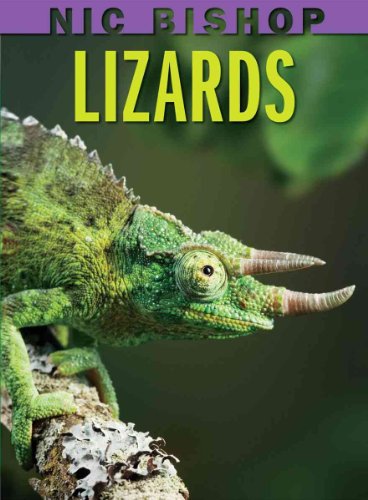 LIZARDS