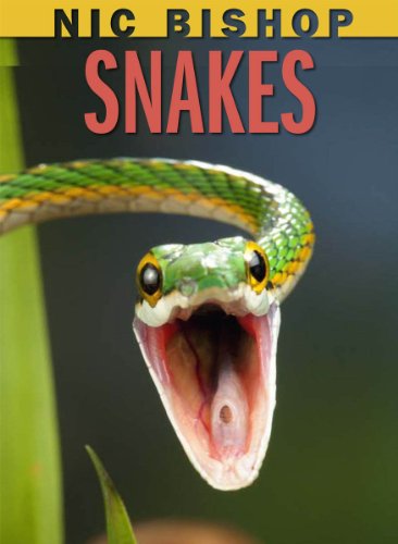 Stock image for Nic Bishop: Snakes for sale by SecondSale