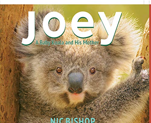 9780545206402: Joey: A Baby Koala and His Mother