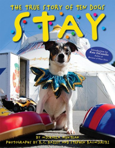 9780545234979: Stay: The True Story of Ten Dogs