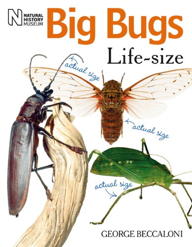 Beispielbild fr Big Bugs Life-Size zum Verkauf von WorldofBooks