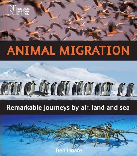 Beispielbild fr Animal Migration: Remarkable Journeys by Air, Land and Sea zum Verkauf von WorldofBooks