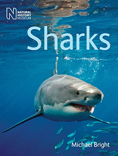 Stock image for Sharks for sale by Better World Books Ltd
