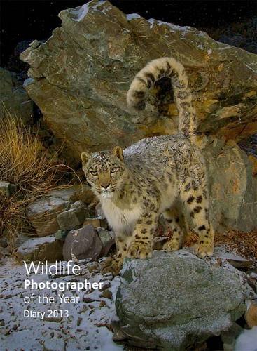 Imagen de archivo de Wildlife Photographer of the Year Desk Diary 2013 a la venta por WorldofBooks