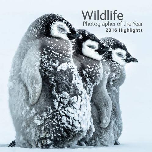 Wildlife Photographer of the Year 2016: Highlights - Cox, Rosamund Kidman