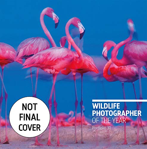 Stock image for Wildlife Photographer of the Year. Portfolio 31 for sale by Blackwell's