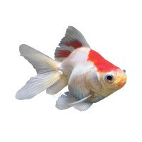 Stock image for The Goldfish for sale by WorldofBooks