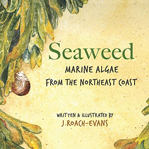 Imagen de archivo de Seaweed: Marine Algae from the Northeast Coast a la venta por GF Books, Inc.