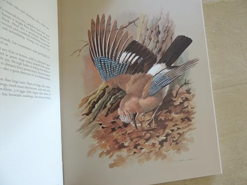 Stock image for Birds of Town and Village for sale by Abacus Bookshop