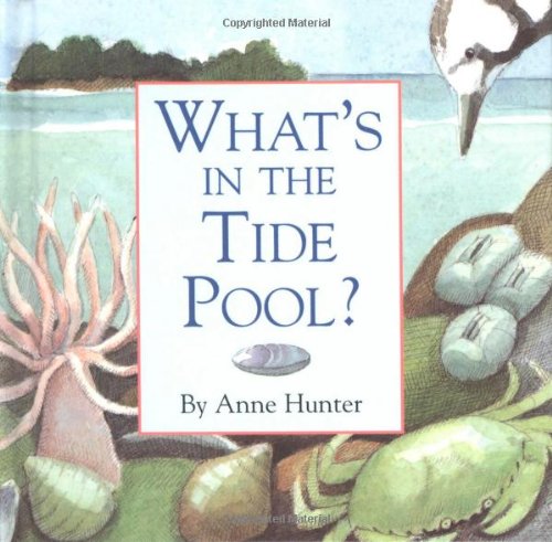 Beispielbild fr What's in the Tide Pool? zum Verkauf von SecondSale