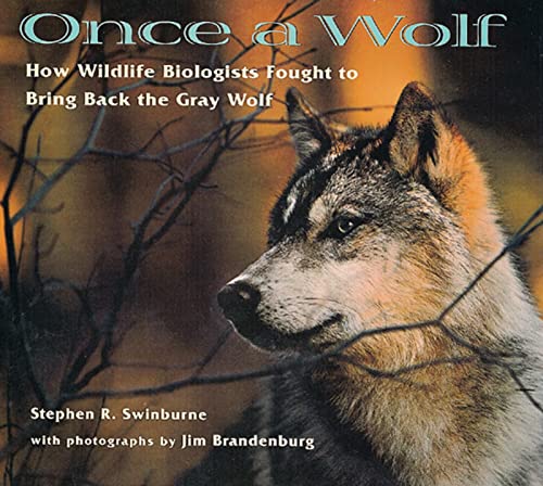 Beispielbild fr Once A Wolf: How Wildlife Biologists Fought to Bring Back the Gray Wolf zum Verkauf von Wonder Book