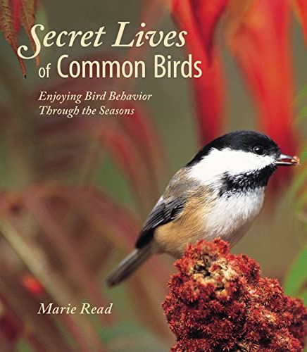 Imagen de archivo de Secret Lives of Common Birds: Enjoying Bird Behavior Through the Seasons a la venta por Gulf Coast Books